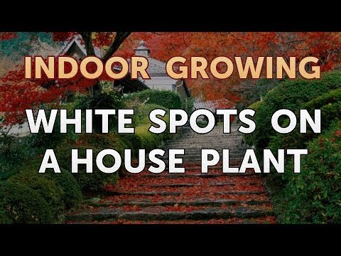 How to Regrow a Broken Aloe Leaf