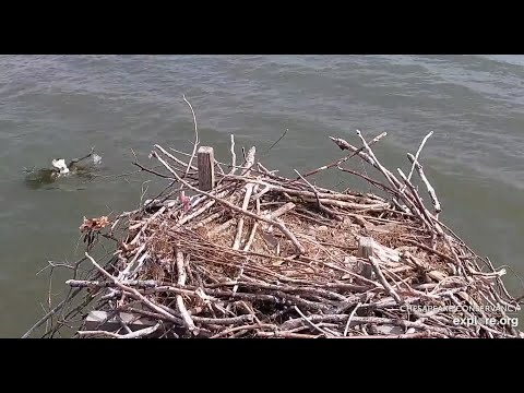 A Bald Eagle's not an Osprey! Failed Fishing Attempt - Chesapeake Osprey Nest/explore.org 2021 10 04