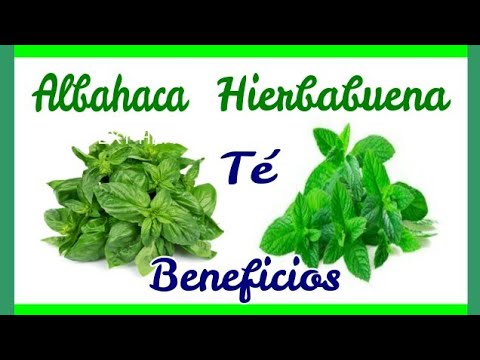 How to prepare basil and peppermint tea and its benefits