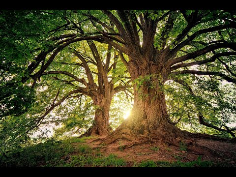 1 Hour of Celtic Forest Music - For the Pack