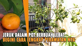 Download lagu Cara Menanam Jeruk di rumah dalam pot Cepat Berbuah mp3 Download lagu Cara Menanam Jeruk di rumah dalam pot Cepat Berbuah mp3