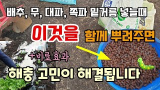 김장배추무대파쪽파 밑거름에 이것을 함께 뿌려주면 벌레가 싹 사라집니다 님케이크 님오일 벌레퇴치방법 천연살충제