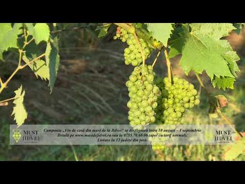 Mustul de la Jidvei – Dl. Ioan Buia, director de vinificație Jidvei