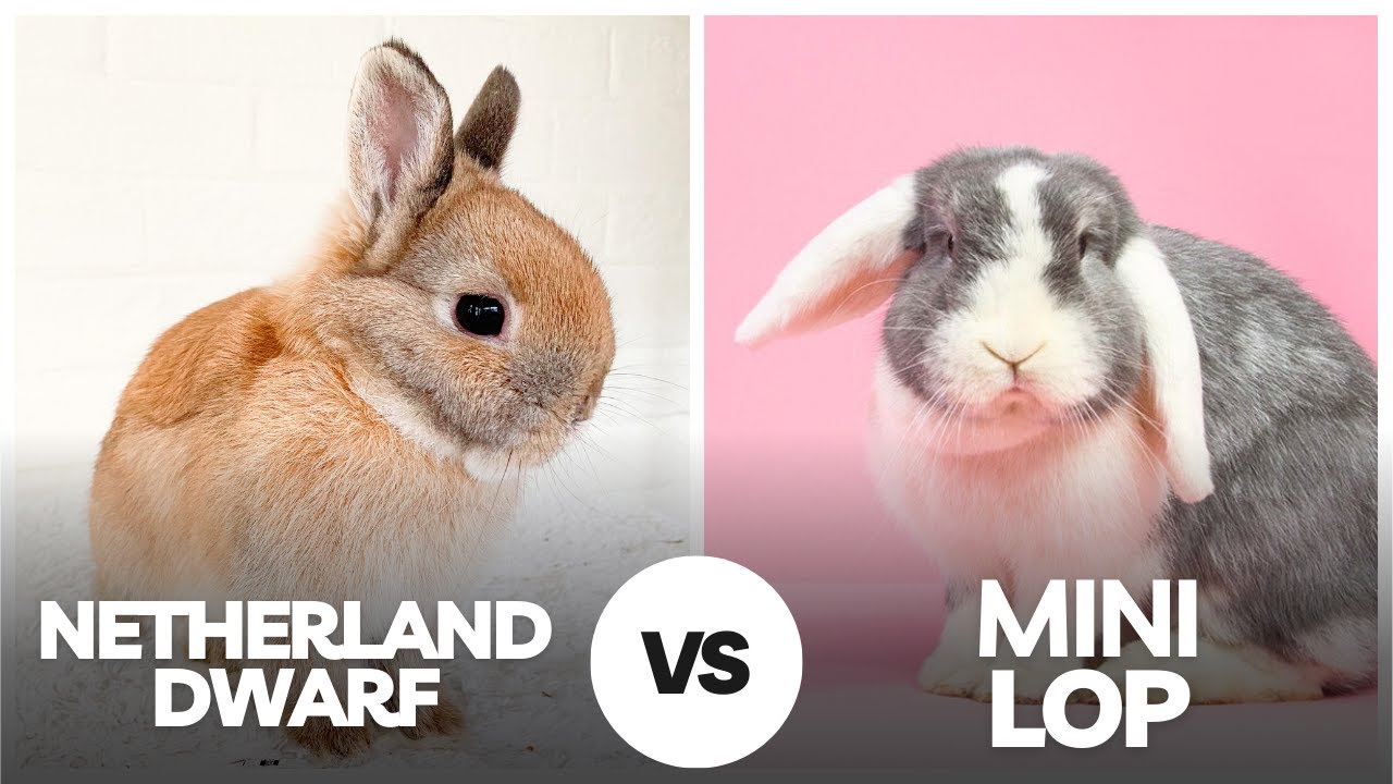 Netherland Dwarf vs Mini Lop – Cutest Small Bunny Comparison! 🐇💕