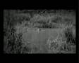 Manu Chao - Rainin In Paradize / Video y Letra ...