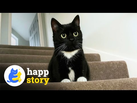 This Tiny Cat With Dwarfism Proves That Love Has No Size ❤️ | HAPP