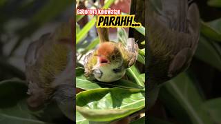 Download lagu Prenjak lumut || ceng-ceng gacor penjebol birahi prenjak jantan jadi gacor‼️ #birds #prenjakgacor mp3 Download lagu Prenjak lumut || ceng-ceng gacor penjebol birahi prenjak jantan jadi gacor‼️ #birds #prenjakgacor mp3