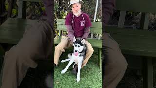 Video preview image #1 Siberian Husky Puppy For Sale in Pasadena, CA, USA