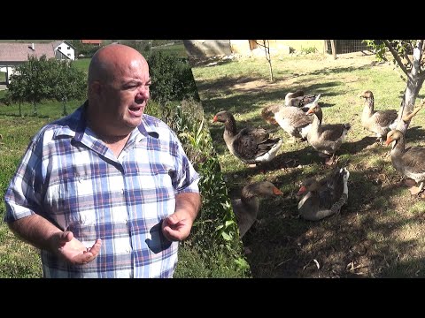 Uzgaja guske na Vlašiću!- "Kilogram njihove masti je 200 do 300 maraka!"