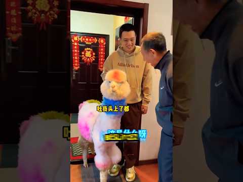 Absürt Alışveriş Vol 1