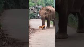 elephant crushed a dog #animal