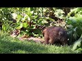 Yorkiepoo dogs for sale: Theo - Video 2