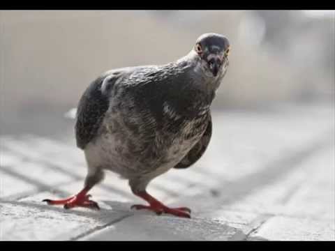 Mike Parry - bird brain