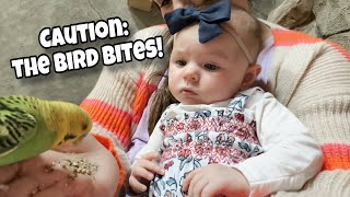 The bird bit her finger! | Vlog 282