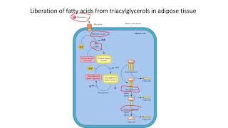 Lipid Catabolism