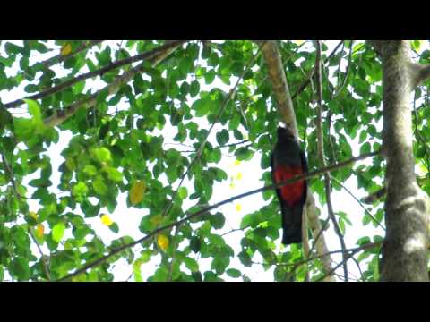Trogon massena