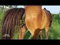 Horse Poop Videos Female Horse Poop And Baby Horse Poop Videos Animals Pooping At Rahmotpur