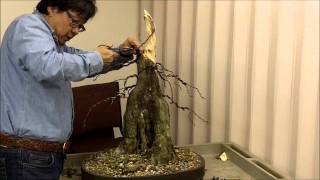 preview picture of video 'Joy of Bonsai 2012 Workshop with Suthin Sukosolvisit ~ Bald Cypress'