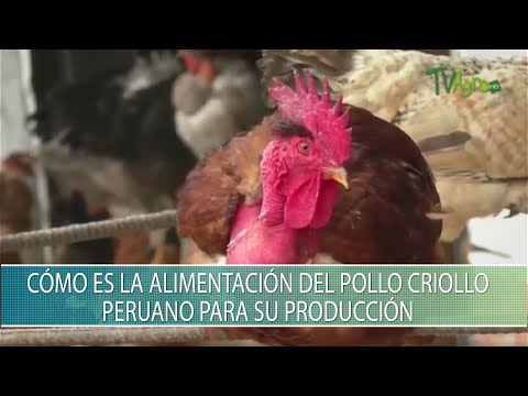 , title : 'Como es la alimentacion del pollo criollo peruano para su produccion - TvAgro por Juan Gonzalo Angel'