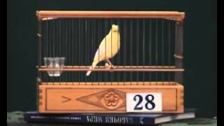 Canary_28.mp4