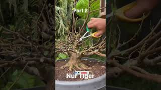 Download lagu PRES LOA MERAPAT KAN PERANTINGAN #loa #bonsai ##shorts #shortvideo #viralvideo mp3