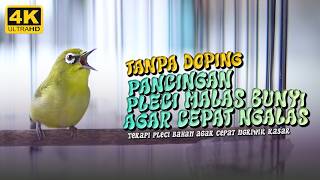 Download lagu TANPA DOPING PLECI MACET AUTO GACOR | TERAPI PLECI MALAS BUNYI #12 mp3