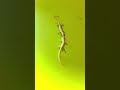 Lizards Fighting With Sound 🦎 | #short