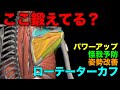 肩の痛み予防と改善エクササイズ3選
