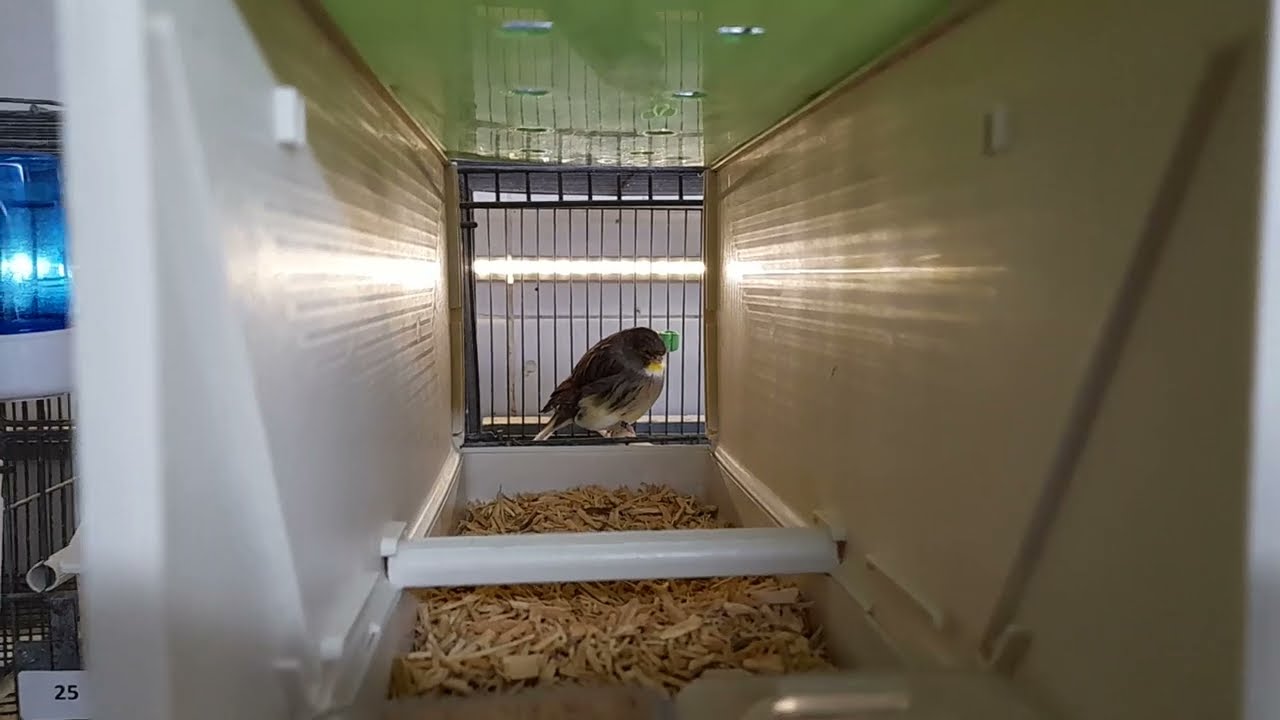 Familiariser les oiseaux de concours aux cages de transport et cages de concours.