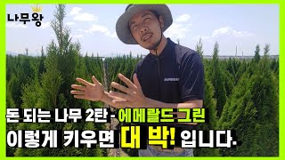 어떤 나무를 심어야 돈이 될까? 두번째 이야기 - 에메랄드 그린 (묘목,재테크,귀농)