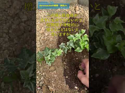 アイビーの挿し木はいつ取るのですか？どうやって ？リーダーに従う ！  庭園