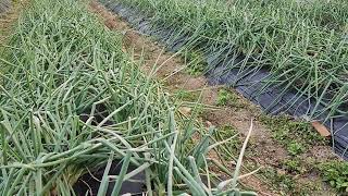 겨울이 다가오니 쪽파 잎이 전부 부러지고 마르기 시작했어요