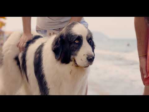 download lagu mp3 mp4 Agriturismo San Vincenzo Con Cane, download lagu Agriturismo San Vincenzo Con Cane gratis, unduh video klip Agriturismo San Vincenzo Con Cane