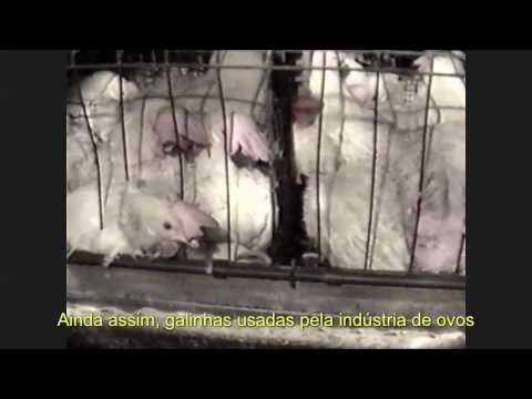 goveggie’s Video 11505472711 Zo-9XJNAWqw