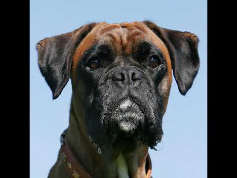 Dj Schinkensuppe -Timeless