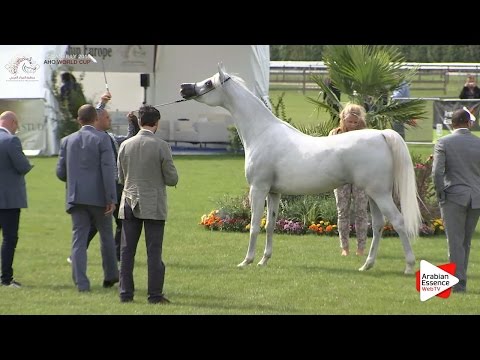 2nd - N.44 FAHERA - Chantilly 2016 World Cup - Mares 8+ years old (Class 5)