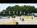 Caballo castrado Silla Franc&eacute;s En venta 2020 Bayo