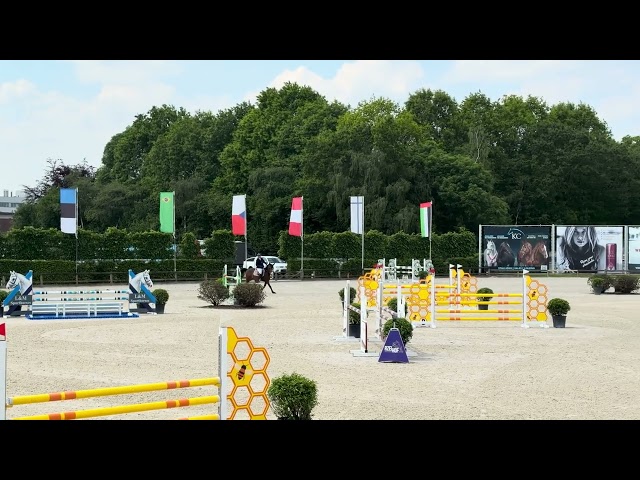 Caballo castrado Silla Franc&eacute;s En venta 2020 Bayo