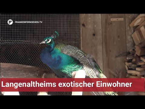 Immer dem Schnabel nach: Freilaufender Pfau sorgt in Langenaltheim für Aufregung