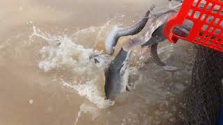 The core meaning of releasing animals is to practice compassion and save sentient beings in dange...