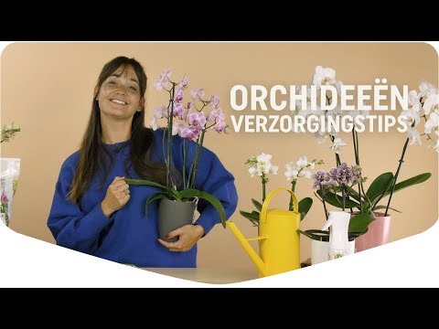 , title : 'Zó zorg je voor je prachtige orchideeën'