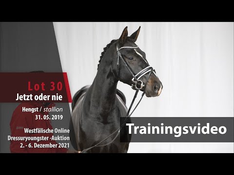 Online Dressuryoungster-Auktion Training Lot 30 Jetzt oder nie Hengst v. Jovian - Dimaggio