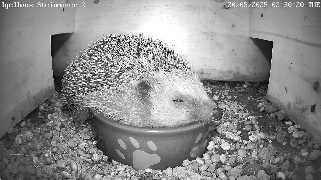 Fresskomatöse Igel | 20.05.2025