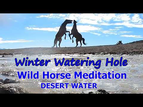 The Winter Watering Hole / A Peaceful Wild Horse Meditation Sounds of Nature and Music Desert Water