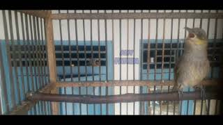 Download lagu BURUNG CUCAK KOMBO KACIAL KOMBO BETINA MEMANGGIL JANTAN mp3 Download lagu BURUNG CUCAK KOMBO KACIAL KOMBO BETINA MEMANGGIL JANTAN mp3