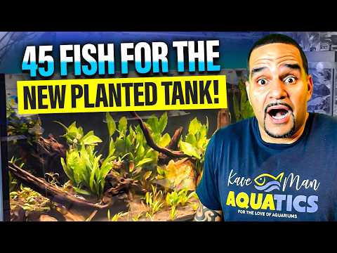 New Planted Tank | First Fish Unboxing & Acclimation!