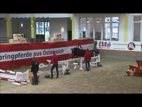 Diallo (born 2012), v. Diarado - Casall - Corrado I - Landlord