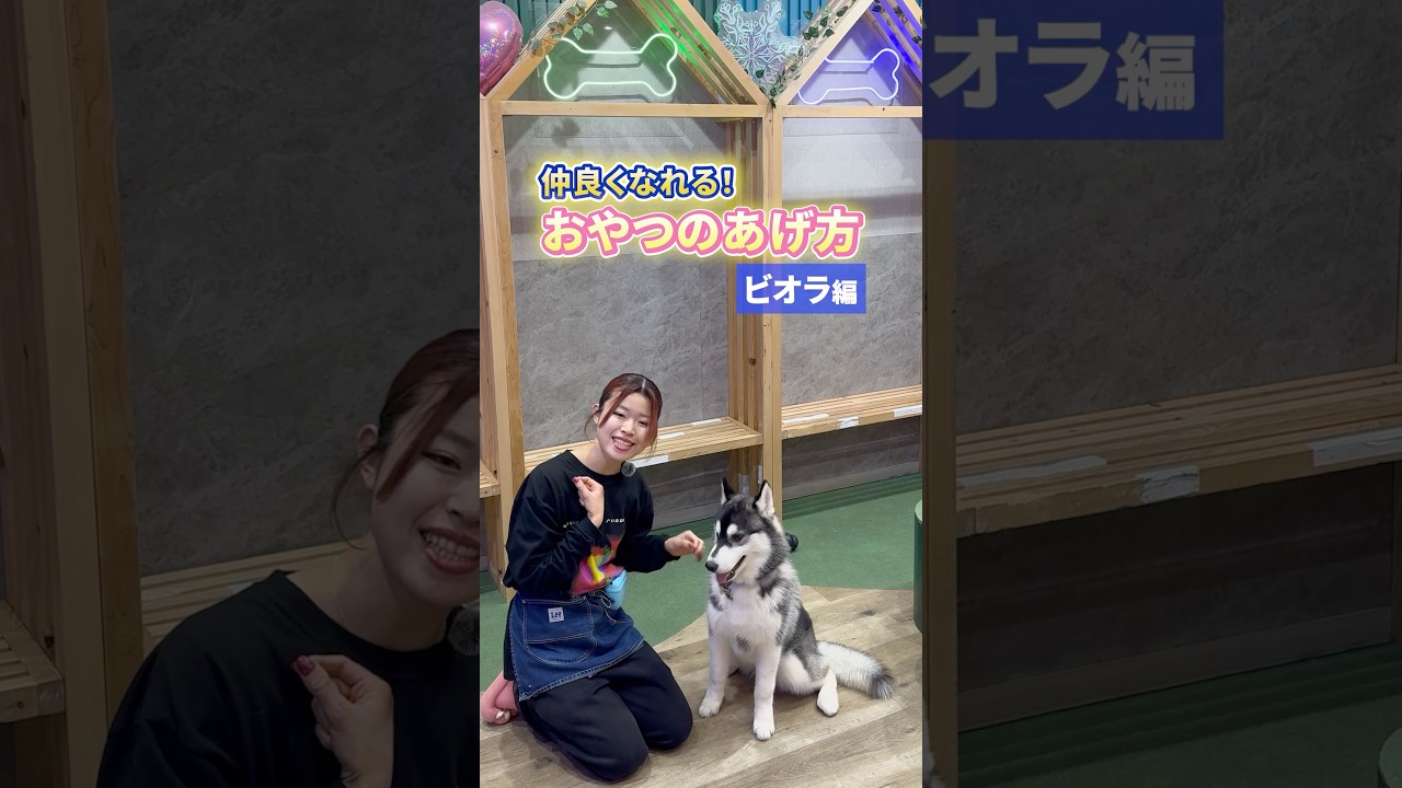店長直伝！ビオラ君と一瞬で仲良くなるおやつのあげ方🐶 #ハスキー #豆知識 #かわいい