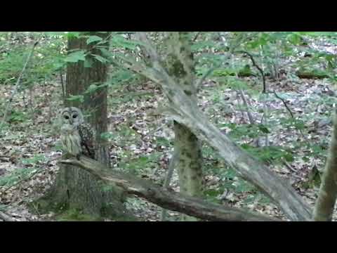 Barred Owl in Noanet Woodlands