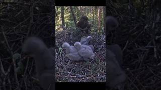 Small eaglet claim prey form Dad #birds #nest #nature #eagle #eaglenest #eaglets #breakfast